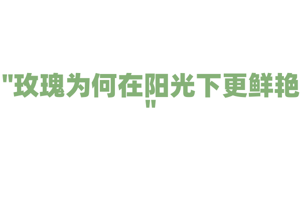 "玫瑰为何在阳光下更鲜艳"